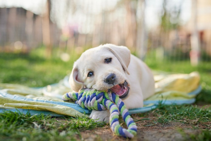 white dog biting rope